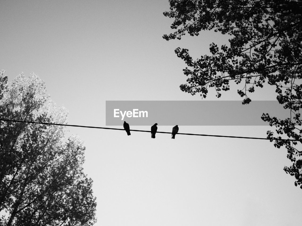 Low angle view of birds perching on cable amidst trees against clear sky