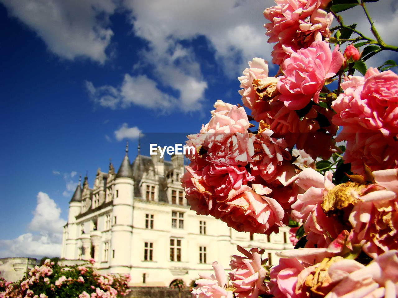 Close-up of roses with medieval castle in background