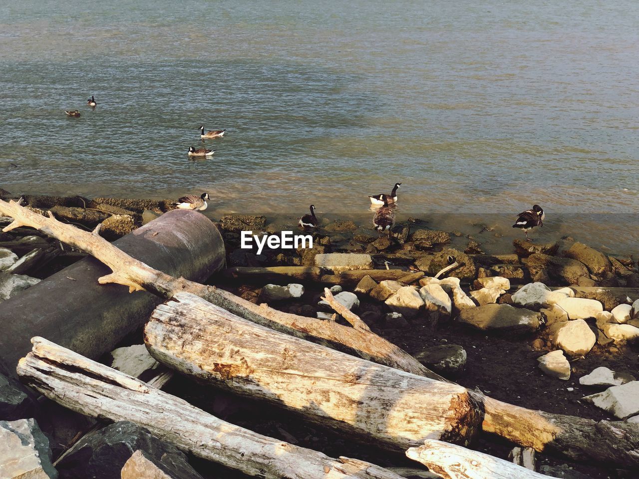 HIGH ANGLE VIEW OF CRAB ON WOOD AT BEACH