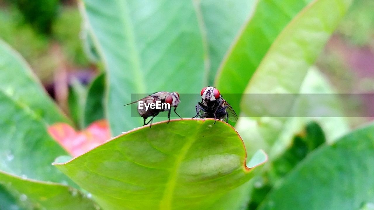 CLOSE-UP OF LADYBUG ON PLANT