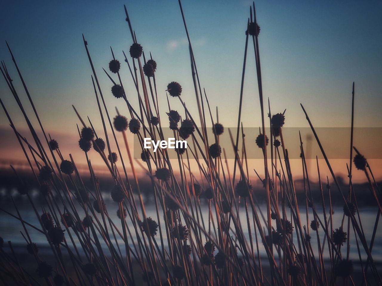 CLOSE-UP OF PLANTS GROWING IN FIELD AGAINST SKY