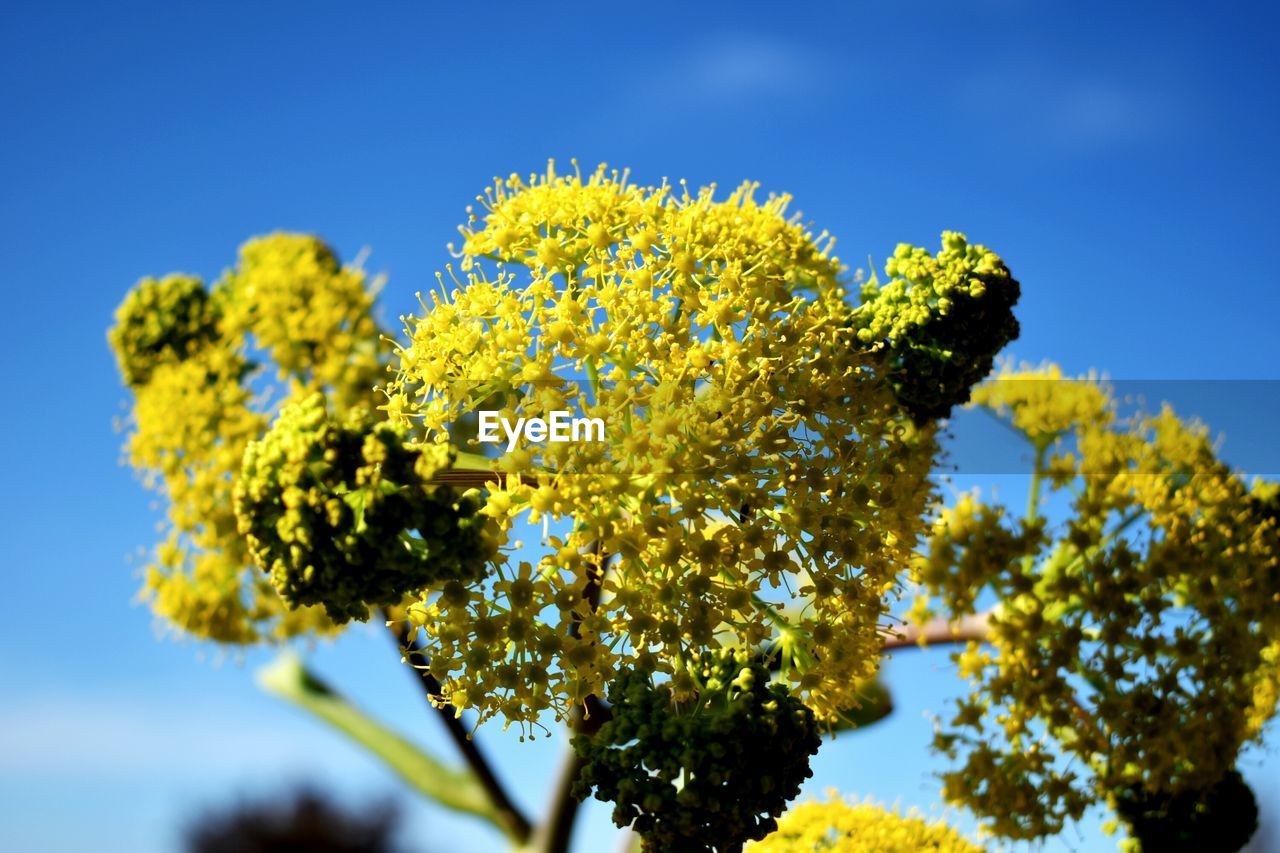 CLOSE-UP OF YELLOW FLOWER TREE AGAINST SKY