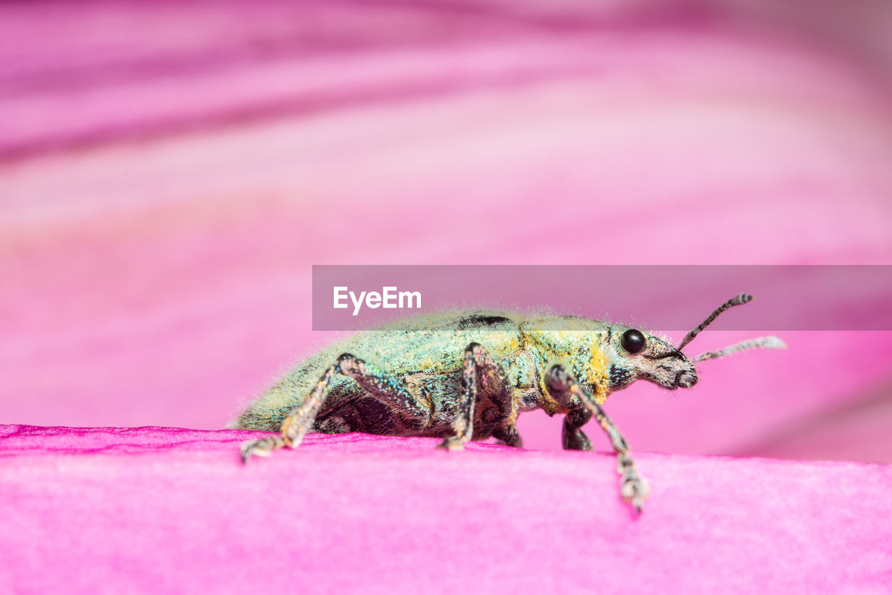 Close-up of weevil on pink leaf