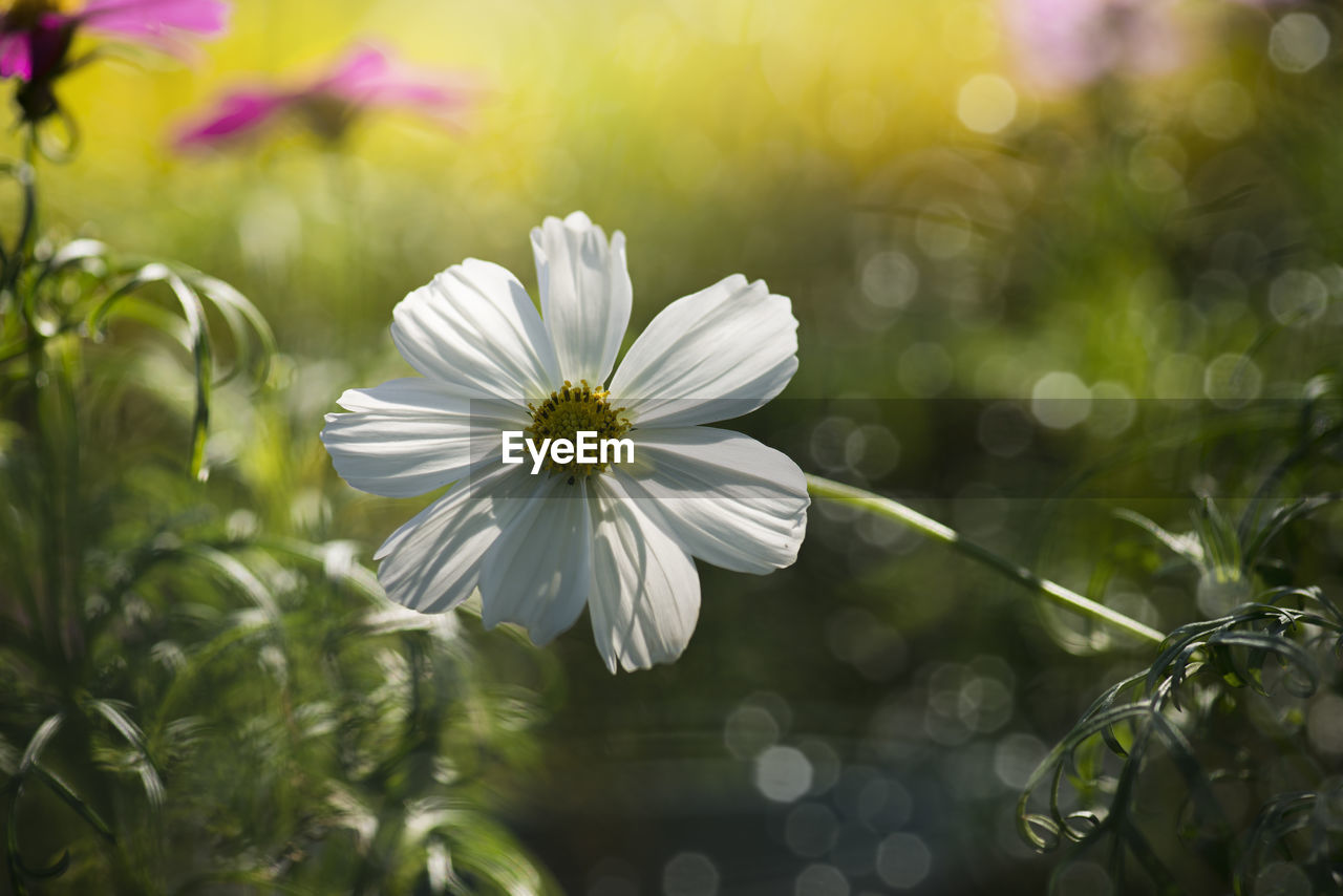 Close-up of flowers blooming outdoors