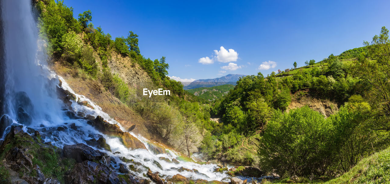 PANORAMIC VIEW OF PLANTS AND TREES AGAINST SKY