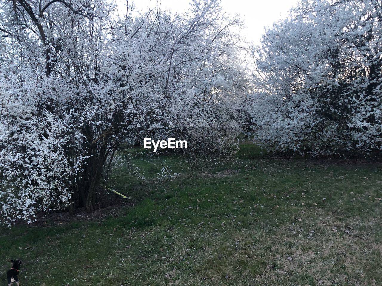 VIEW OF CHERRY TREES ON FIELD