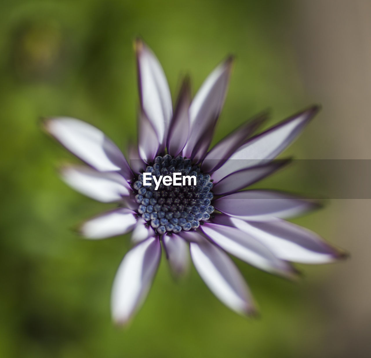 CLOSE-UP OF FRESH PURPLE FLOWER