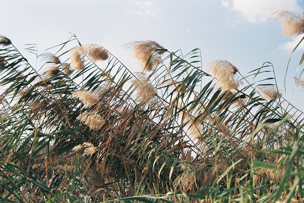 Low angle view of plants growing on field against sky