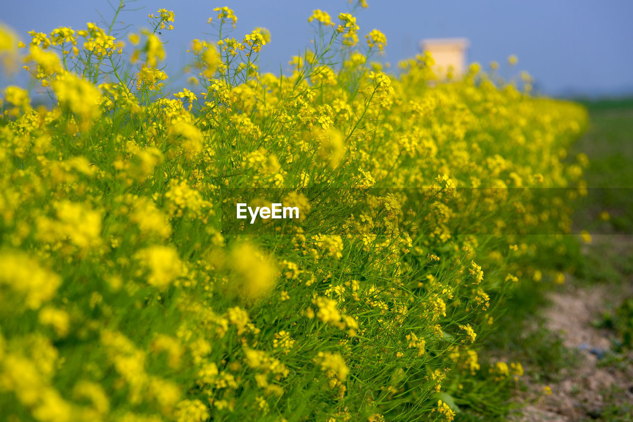 SCENIC VIEW OF YELLOW FLOWERING PLANTS