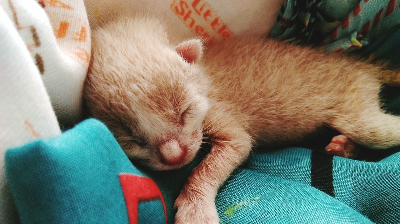 Close-up of kitten sleeping on pet bed