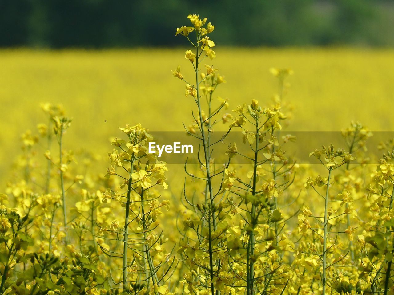 Yellow flowering plants on field