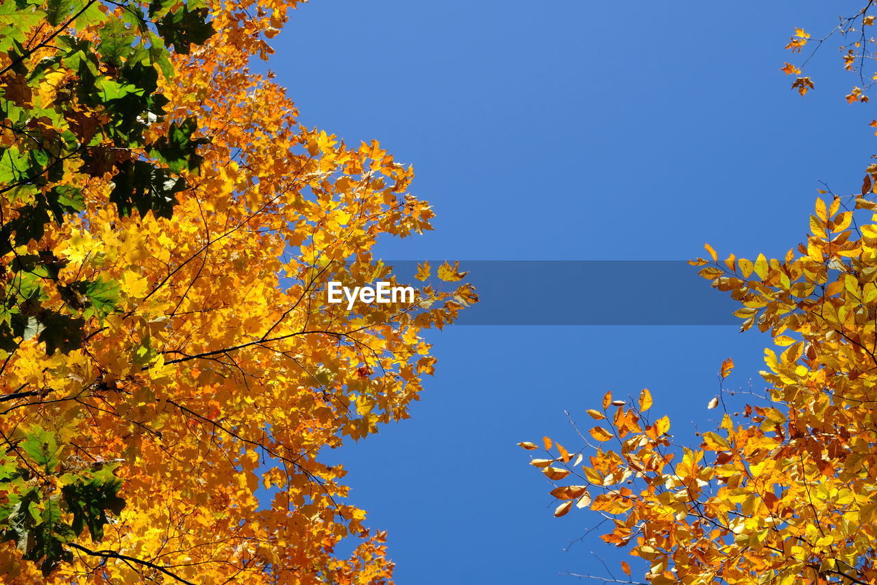 LOW ANGLE VIEW OF AUTUMNAL TREES AGAINST CLEAR SKY