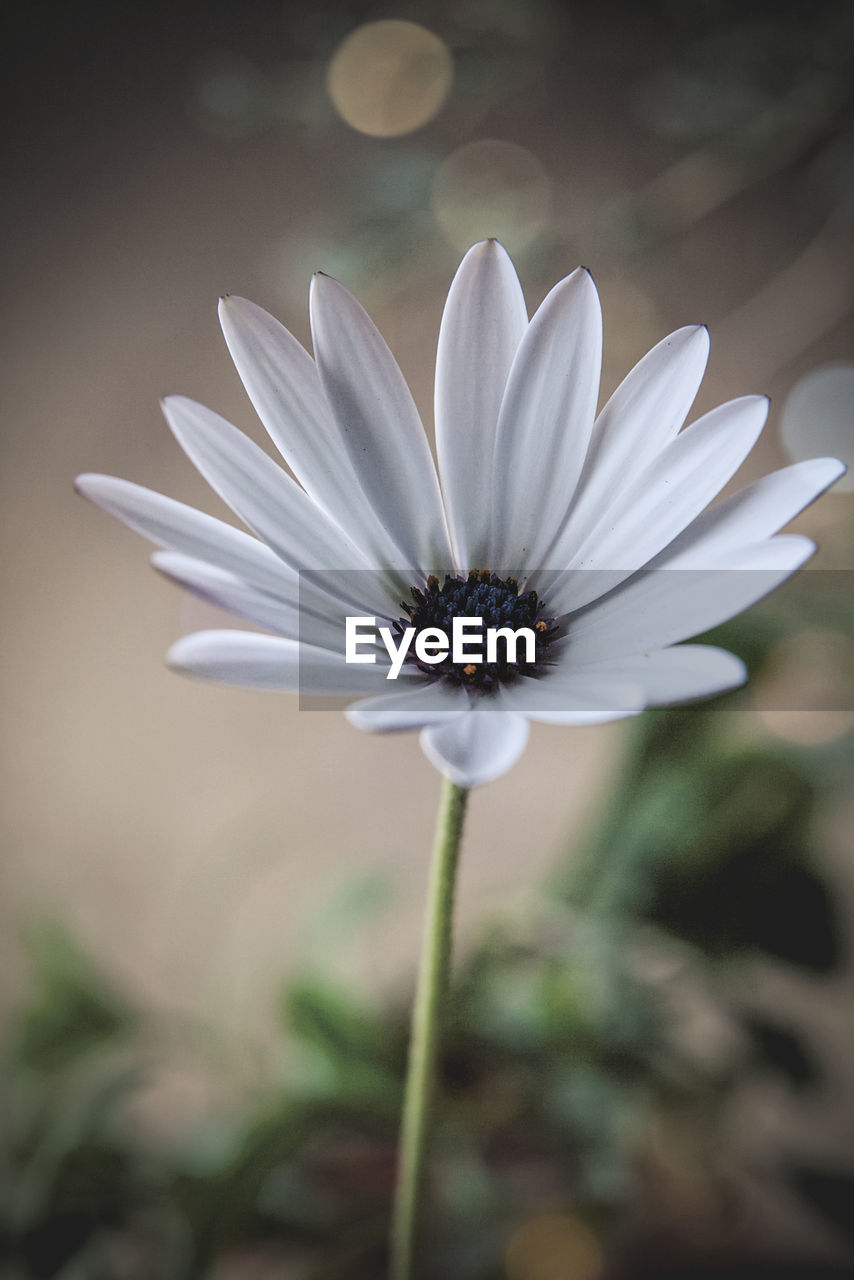 Close-up of white daisy flowers