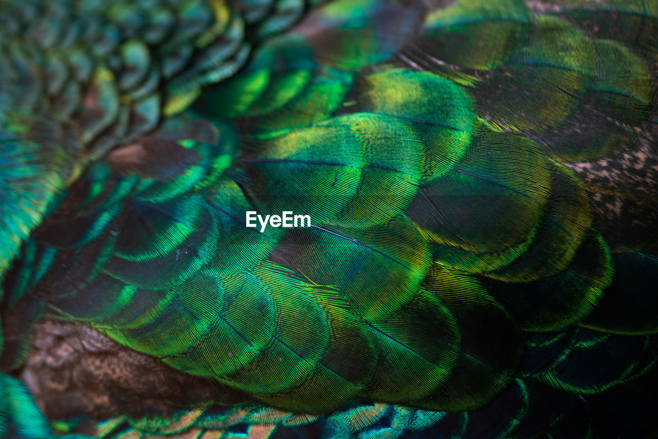 Close up of the peacock feathers .macro blue feather, feather, bird, animal. macro photograph.