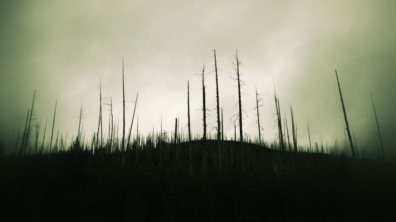 Nature scenery with trees and heavy sky