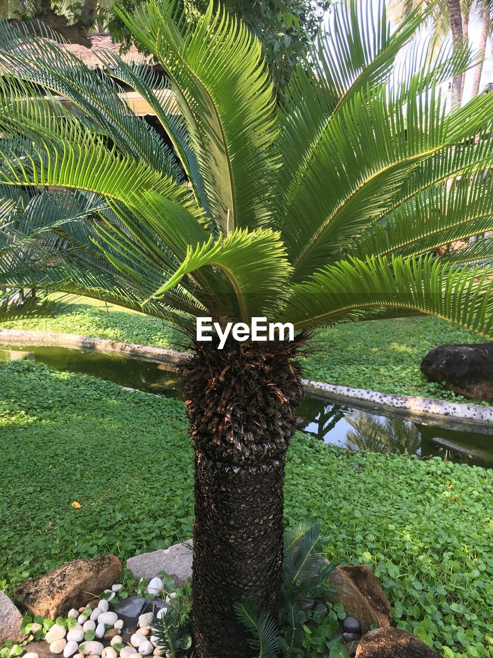 PALM TREE GROWING IN SUNLIGHT