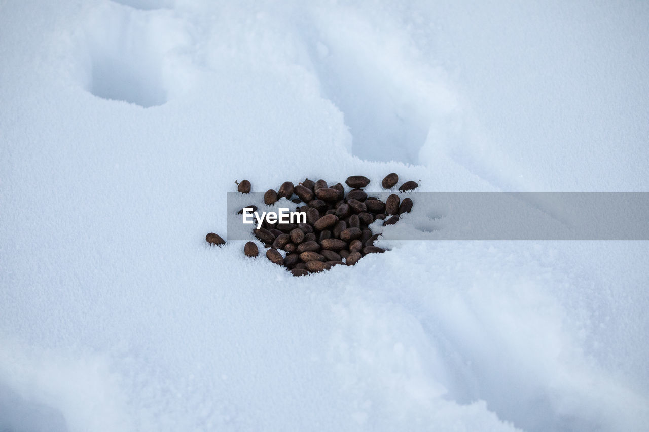 High angle view of animal dung on snow covered field