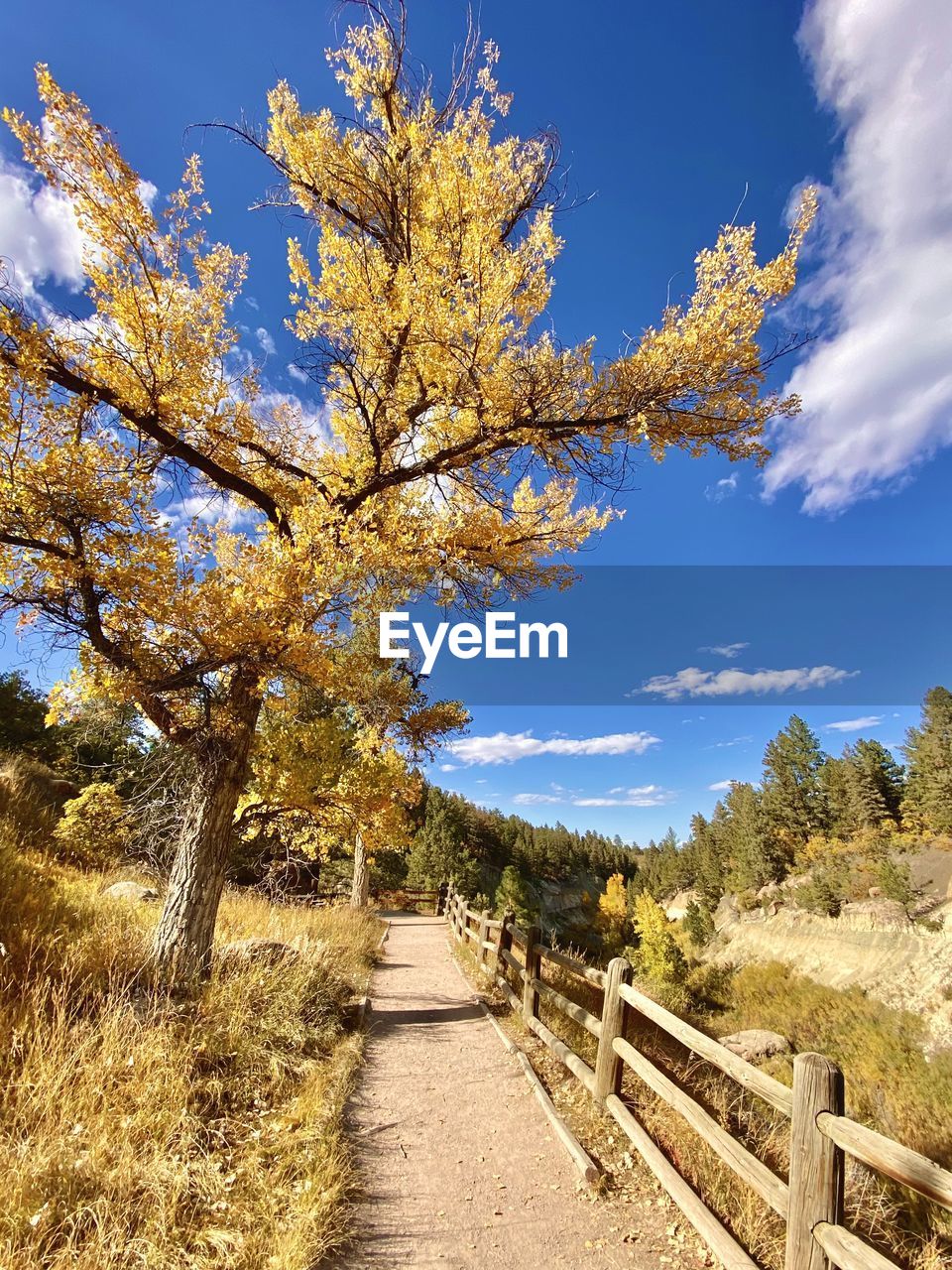 A golden lined path through castlewood canyon in franktown colorado.