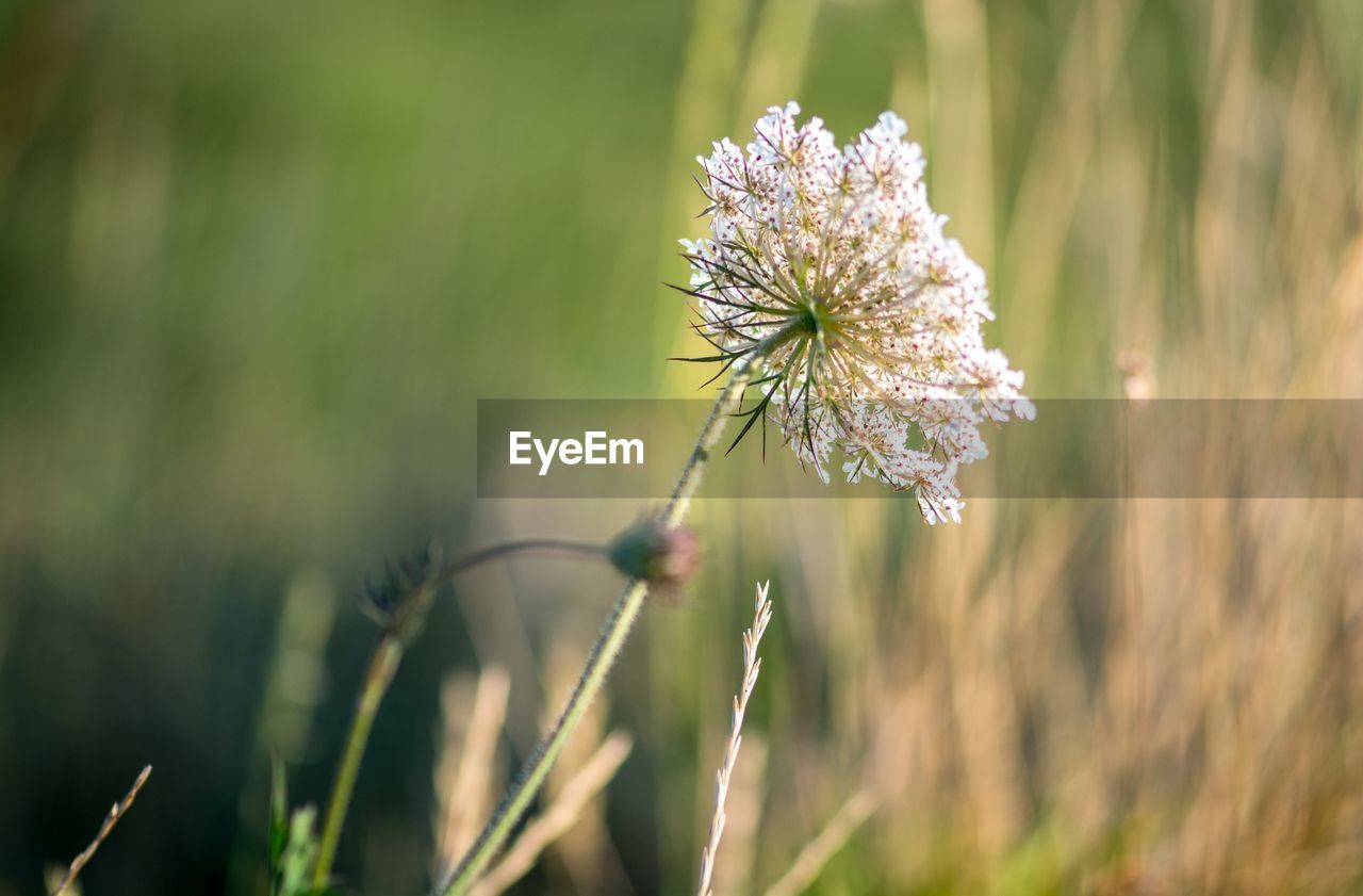 Close-up of  flower on field