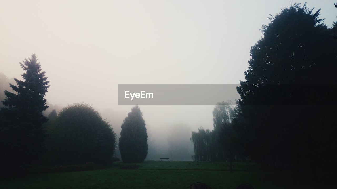 Trees on grassy field against clear sky in foggy weather