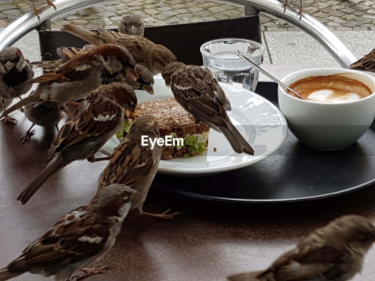 CLOSE-UP OF BIRDS IN PLATE