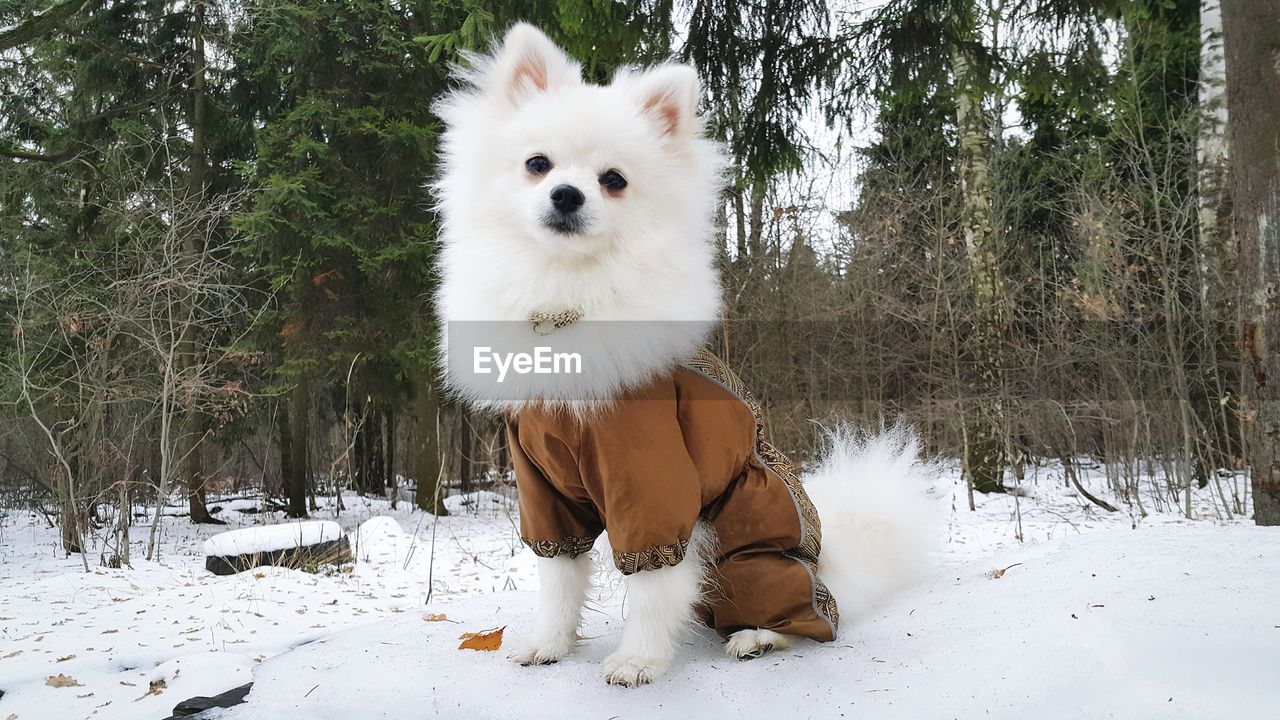 Portrait of white dog on field during winter