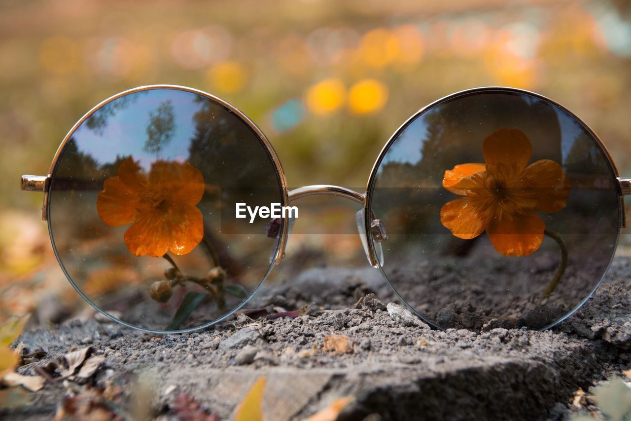 Yellow flowers seen through sunglasses on field