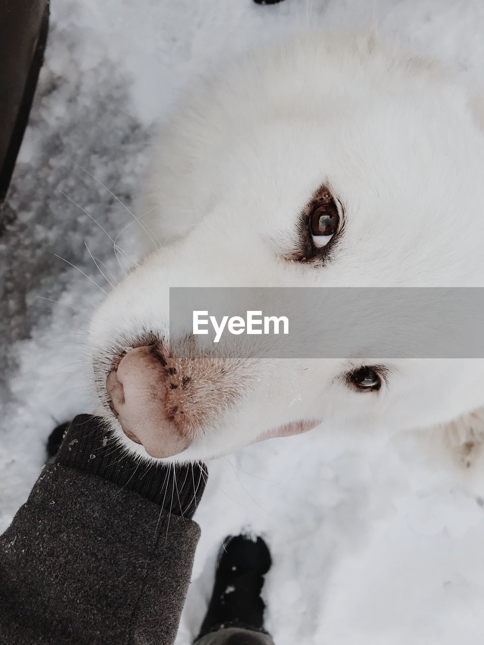 HIGH ANGLE VIEW OF DOG WITH HANDS