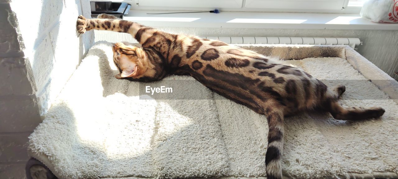 animal, animal themes, mammal, one animal, domestic animals, pet, feline, cat, relaxation, lying down, no people, resting, felidae, day, indoors, high angle view, sleeping, domestic cat, sunlight