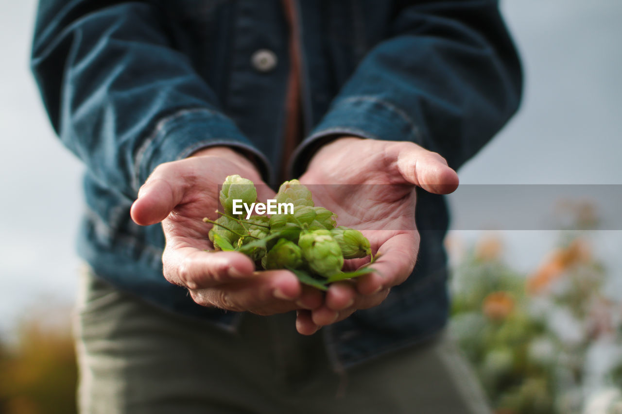 Midsection of man holding hops crop