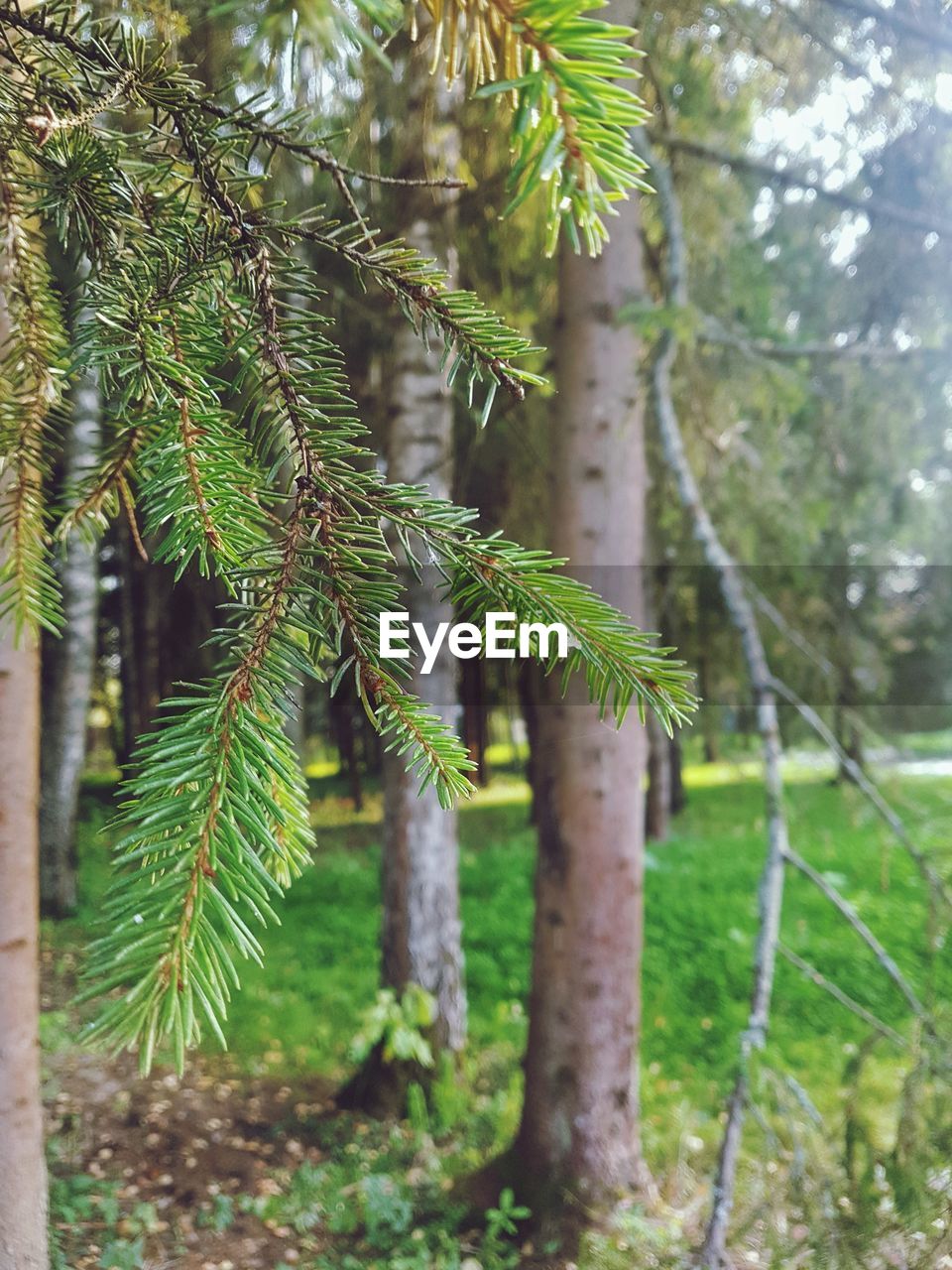 CLOSE-UP OF PINE TREE BRANCH