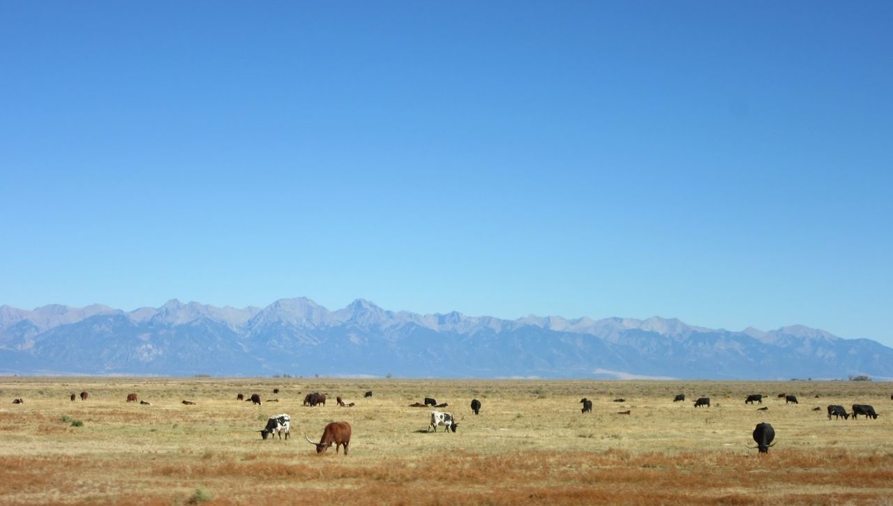 Cows grazing on field against sky