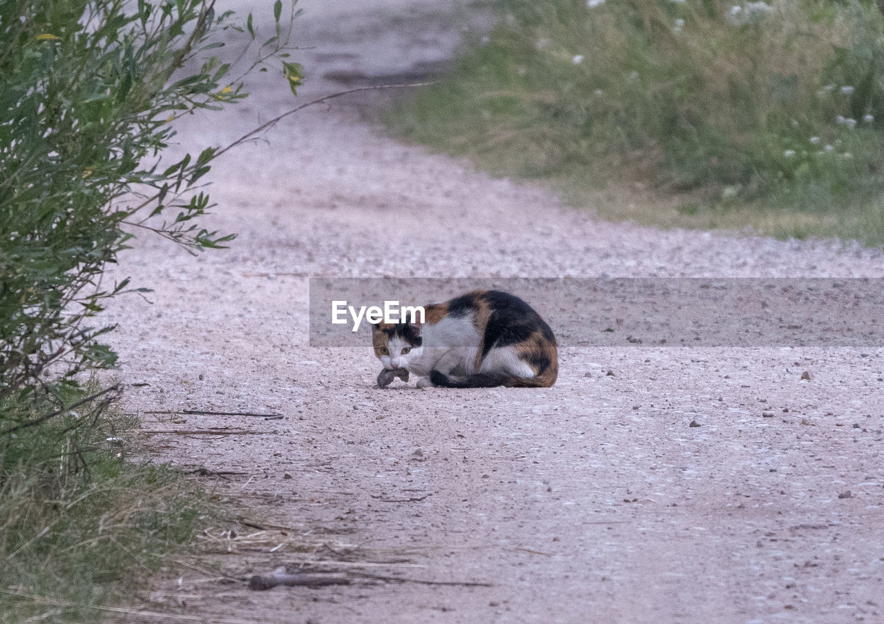 Cat sitting on field with a mouse