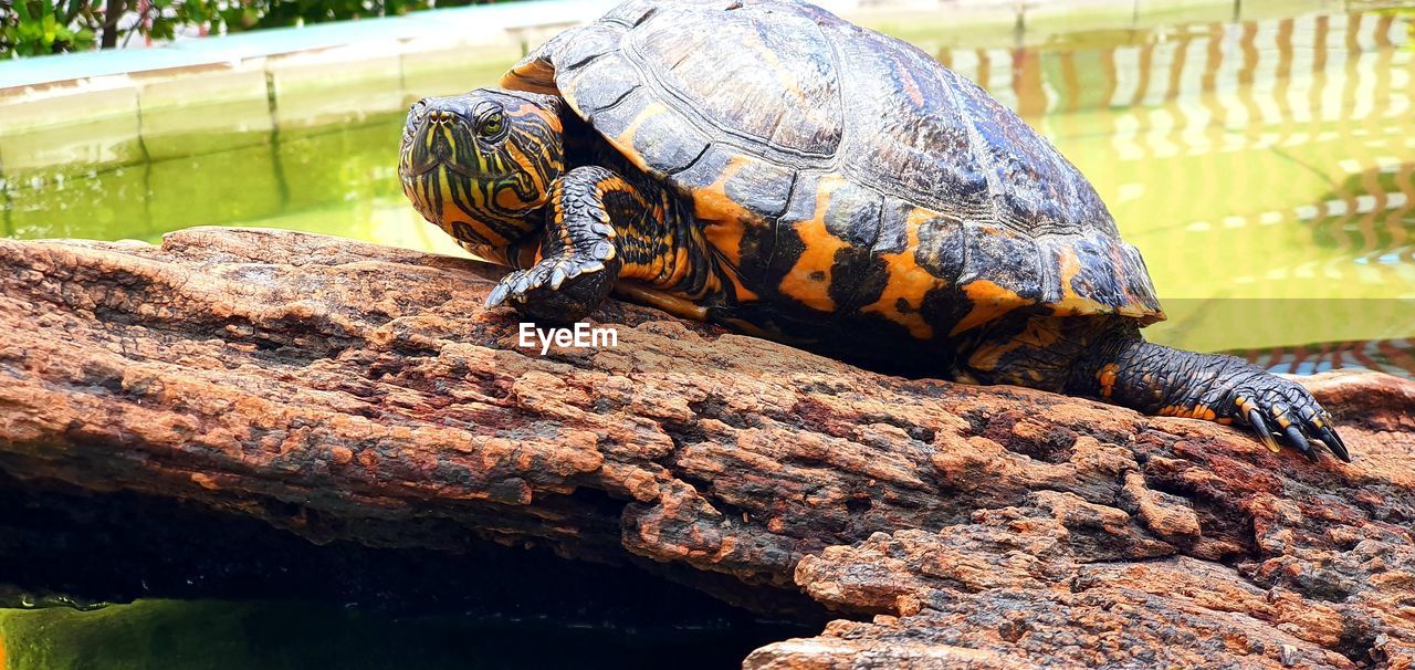 Close-up of turtle on rock