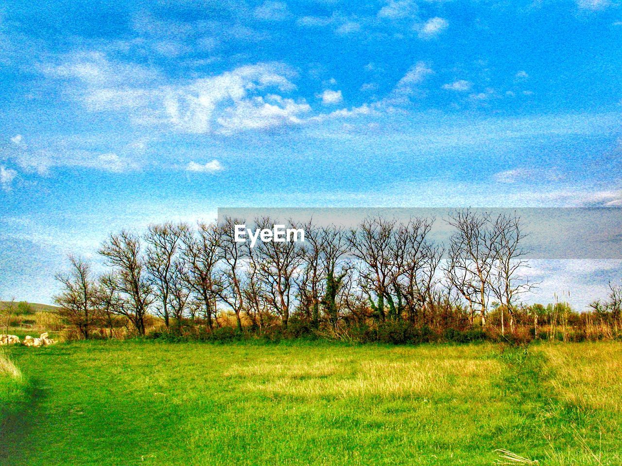 TREES ON FIELD AGAINST SKY