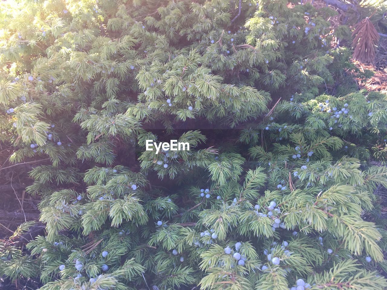 CLOSE-UP OF PLANTS GROWING IN FOREST