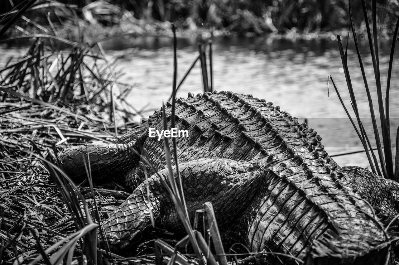 Rear view of crocodile resting on riverbank