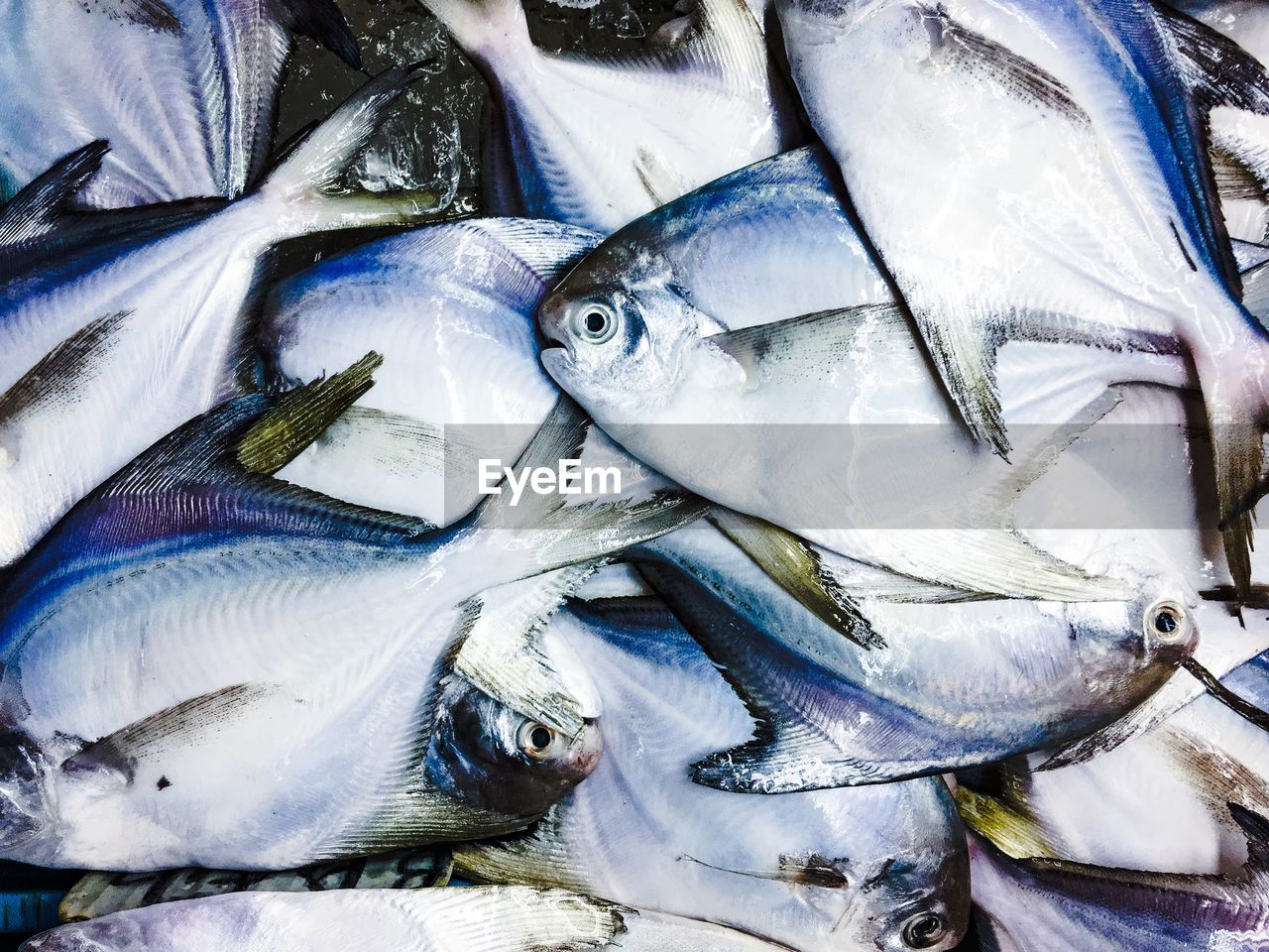 Close-up of fish in market