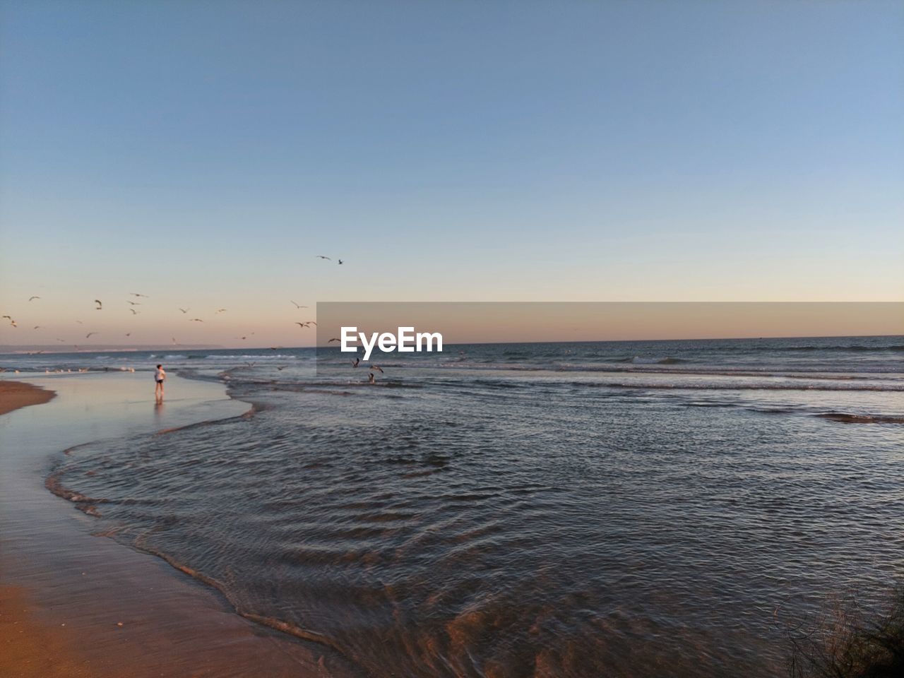 water, sky, sea, shore, beach, land, body of water, beauty in nature, scenics - nature, horizon, ocean, tranquility, nature, wave, horizon over water, morning, coast, tranquil scene, sand, clear sky, sunrise, dawn, reflection, idyllic, travel destinations, no people, animal, outdoors, motion, wind wave, blue, non-urban scene, animal themes, bird, copy space, travel, seascape, day, animal wildlife, coastline, bay, vacation, trip, wildlife, holiday, sunlight, environment, tourism