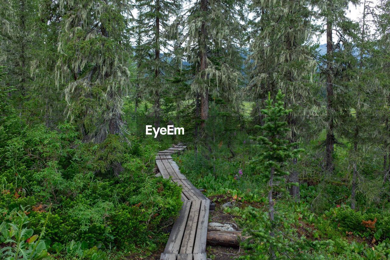 FOOTBRIDGE IN FOREST