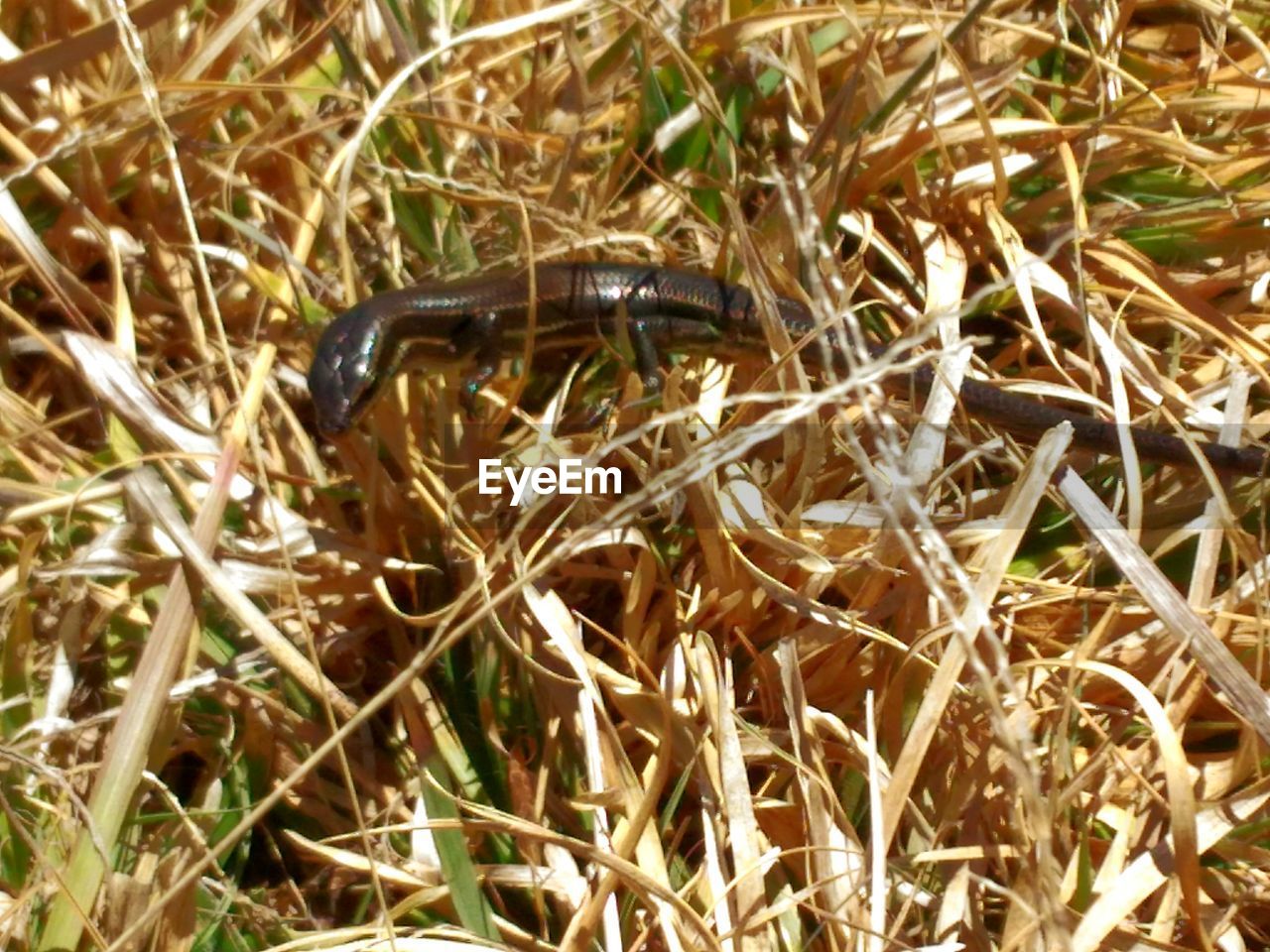 CLOSE-UP OF GRASSHOPPER ON GRASS