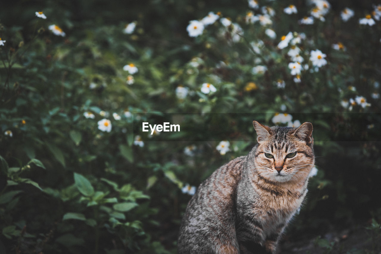 Portrait of cat sitting outdoors