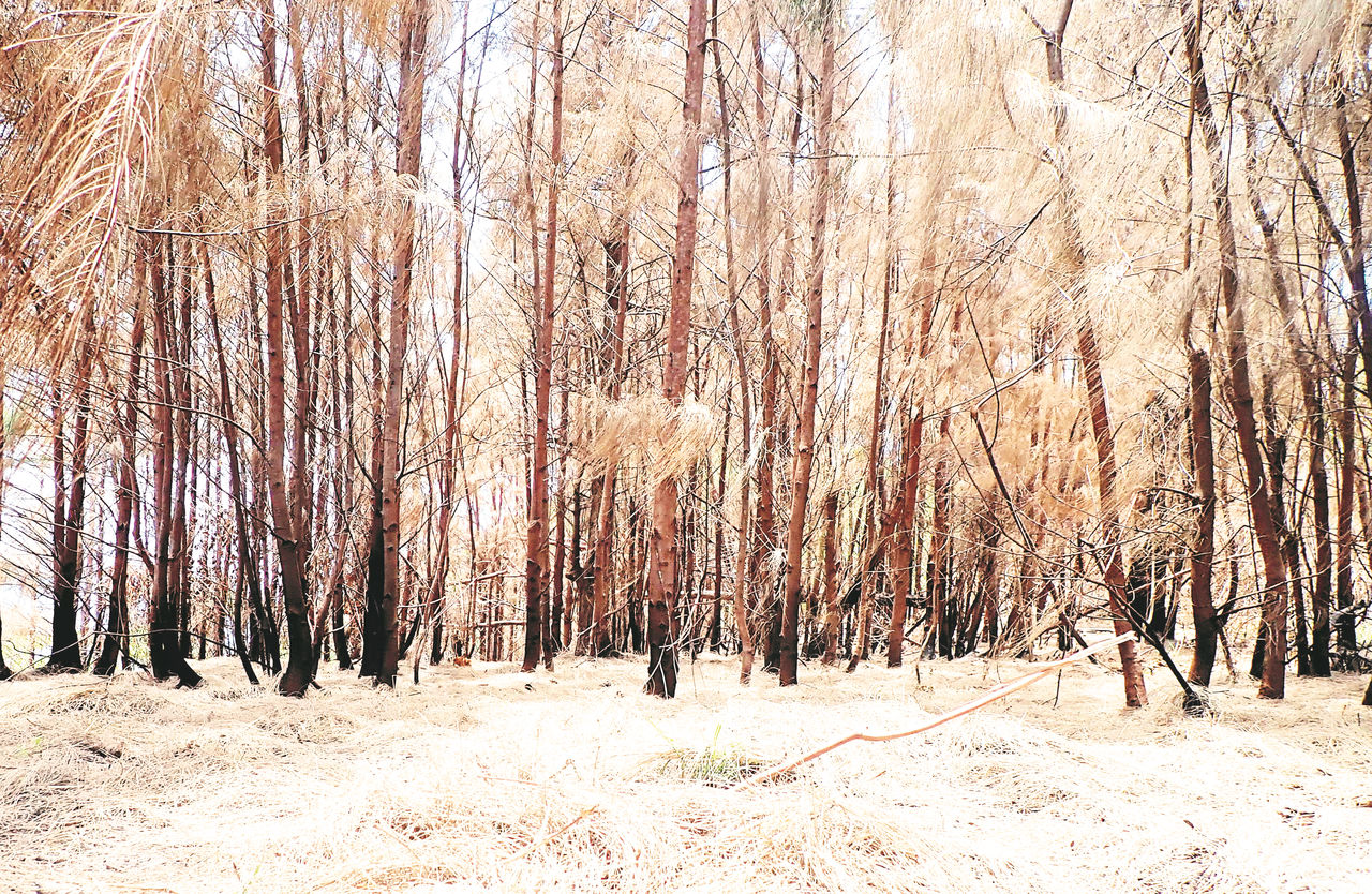 BARE TREES IN FOREST