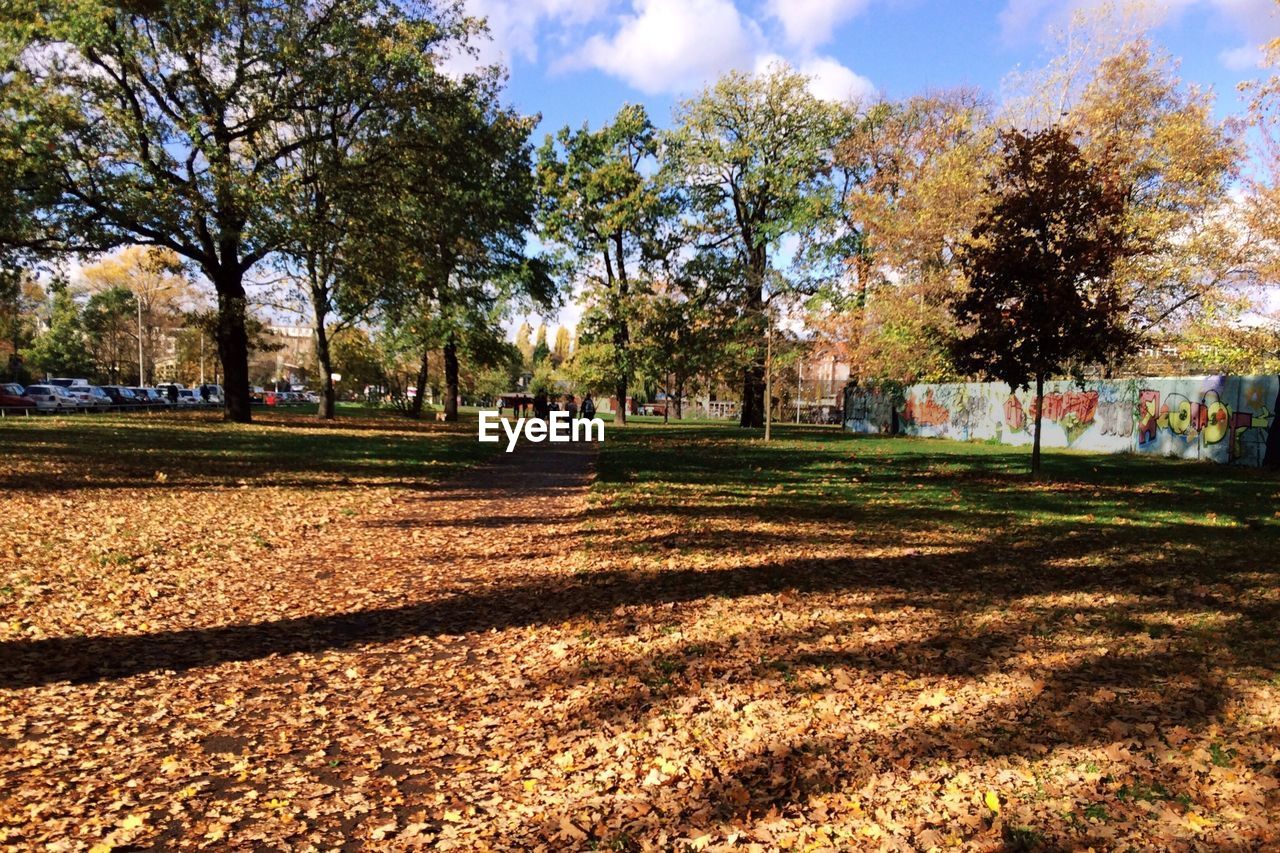 Fallen autumn leaves in park