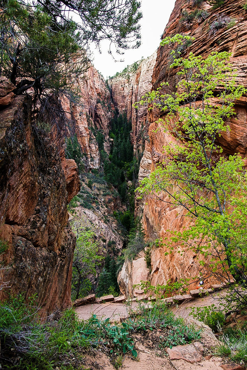 View of trees on cliff