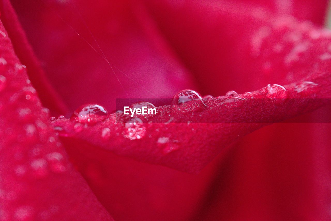 Close-up of wet pink rose flower