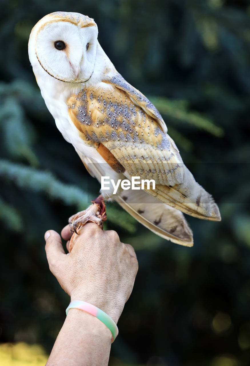 CLOSE-UP OF HAND HOLDING BIRD