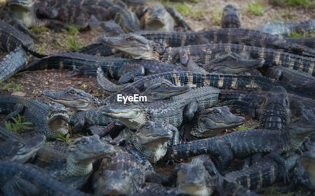 HIGH ANGLE VIEW OF CROCODILE IN THE WATER