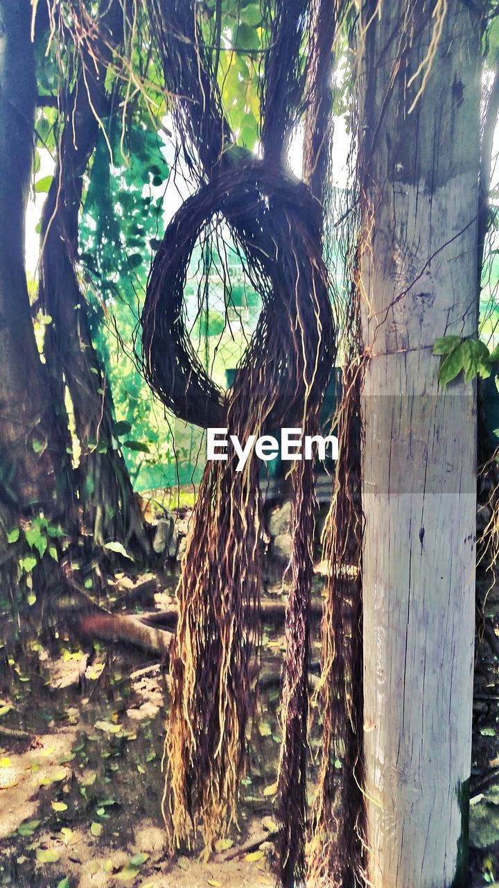 CLOSE-UP OF TREE TRUNK