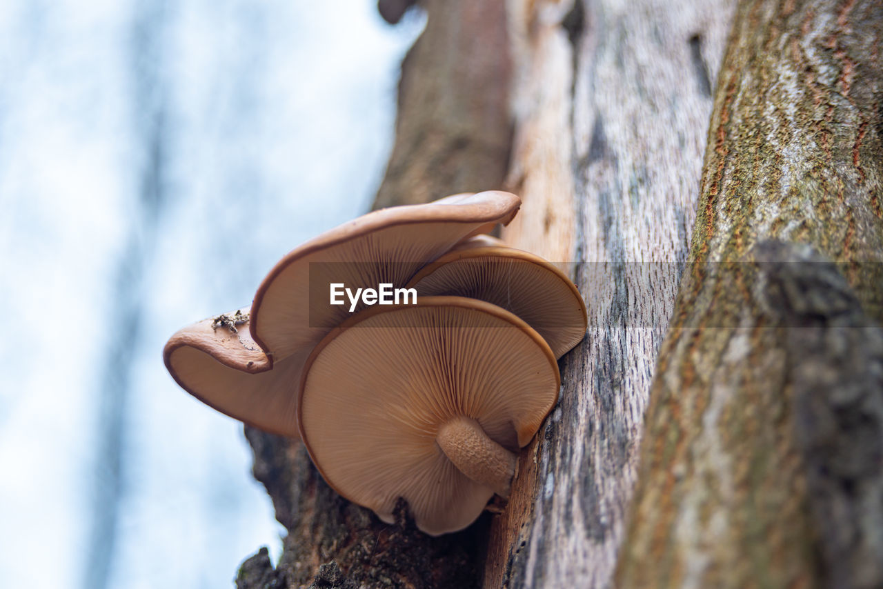 Mushroom on tree